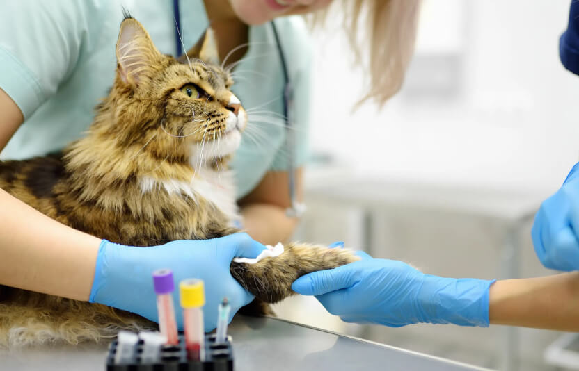 врач берет кровь у кошки